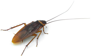 Cucarachas